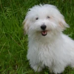 cachorro branco olhando e sorrindo ilustrando o assunto de como escolher pet shop