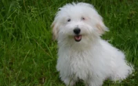 cachorro branco olhando e sorrindo ilustrando o assunto de como escolher pet shop