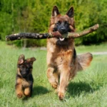 cuidados-com-cachorros-filhotes
