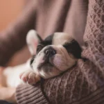 pessoa segurando cachorro no colo indicando cuidados para a saúde com cachorros