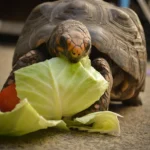 jabuti comendo folha ilustrando o tema como cuidar de tartaruga