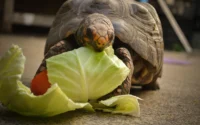 jabuti comendo folha ilustrando o tema como cuidar de tartaruga