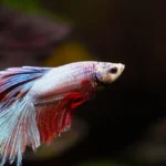 peixe beta nas cores branca, vermelha e azul nadando em aquário ilustrando o assunto como cuidar de peixe beta