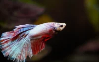 peixe beta nas cores branca, vermelha e azul nadando em aquário ilustrando o assunto como cuidar de peixe beta