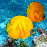 peixes amarelos nadando em aquario ilustrando o assunto de como escolher peixes como animal de estimação