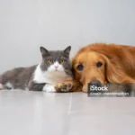 cachorro e gato deitados lado a lado indicando a matéria sobre curiosidades sobre animais de estimação