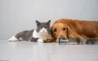 cachorro e gato deitados lado a lado indicando a matéria sobre curiosidades sobre animais de estimação