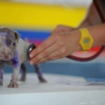 cachorro filhote sendo examinado pelo veterinario ilustrando o tema castração de cães e gatos