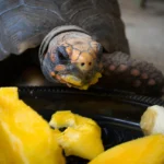 tartaruga comendo frutas ilustrando o assunto de cuidados essenciais com tartarugas