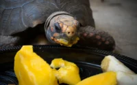 tartaruga comendo frutas ilustrando o assunto de cuidados essenciais com tartarugas