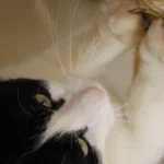 gato preto e branco usando arranhador para gatos