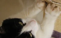 gato preto e branco usando arranhador para gatos