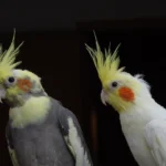 duas calopsitas filhote ilustrando o assunto como cuidar de calopsita filhote