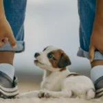 cachorro deitado no chão entre as pernas de moço de pé ilustrando o assunto de cuidados antes de adotar ou comprar cachorro