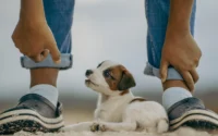 cachorro deitado no chão entre as pernas de moço de pé ilustrando o assunto de cuidados antes de adotar ou comprar cachorro