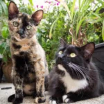 dois gatos um ao lado do outro ilustrando o tema cuidados antes de adotar ou comprar um gato