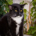 gato idoso preto e branco sentado ilustrando o tema como cuidar de gato idoso