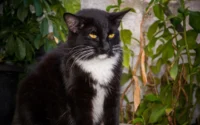 gato idoso preto e branco sentado ilustrando o tema como cuidar de gato idoso