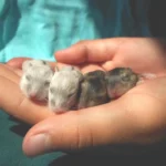 mão de mulher segurando 4 hamster filhote ilustrando o tema como cuidar da saúde do hamster filhote