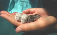 mão de mulher segurando 4 hamster filhote ilustrando o tema como cuidar da saúde do hamster filhote