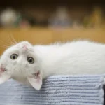 gato branco filhote deitado, olhando para a câmera de cabeça para baixo ilustrando o assunto quanto tempo gato leva para fazer o desmame