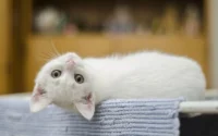 gato branco filhote deitado, olhando para a câmera de cabeça para baixo ilustrando o assunto quanto tempo gato leva para fazer o desmame