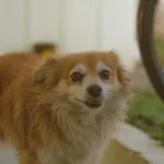 cachorro vira-lata sorrindo ilustrando o assunto as vantagens de adotar um cachorro vira-lata