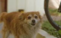 cachorro vira-lata sorrindo ilustrando o assunto as vantagens de adotar um cachorro vira-lata