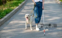mulher cega ao lado de cão guia caminhando em um parque ilustrando o assunto sobre como cão guia e treinado