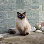 gato da raça do himalaia ilustrando o assunto sobre as raças de gato mais populares