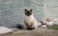 gato da raça do himalaia ilustrando o assunto sobre as raças de gato mais populares