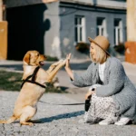 mulher tocando a pata de cachorro labrador ilustrando o assunto melhores raças de cachorro de companhia