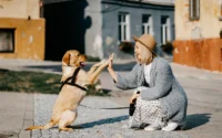mulher tocando a pata de cachorro labrador ilustrando o assunto melhores raças de cachorro de companhia