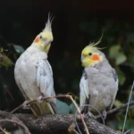 duas calopsitas empoleiradas em um galho ilustrando o assunto cuidados essenciais com calopsitas
