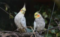 duas calopsitas empoleiradas em um galho ilustrando o assunto cuidados essenciais com calopsitas