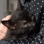 mulher com gatinho preto no colo ilustrando o assunto de cuidados com gatos filhotes