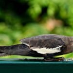 calopsita comendo sementes ilustrando o assunto de ração para calopsitas