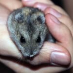 pessoa segurando um hamster chinês ilustrando o assunto de como cuidar de um hamster