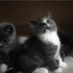 três gatinhos ilustrando o assunto de cuidados essenciais com gatos filhotes nos primeiros dias